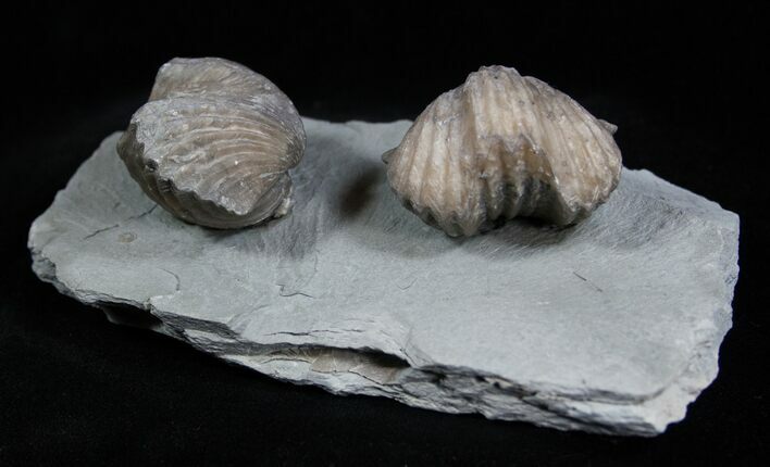 Platystrophia Brachiopods From Kentucky #1844